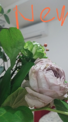 20201027_193714.jpg